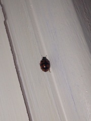 Adalia decempunctata