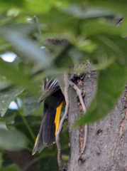 Icterus abeillei
