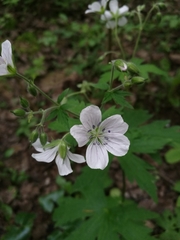 Geranium sylvaticum