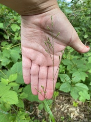 Festuca subverticillata
