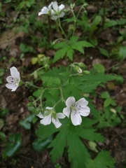 Geranium sylvaticum