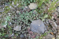 Sedum potosinum