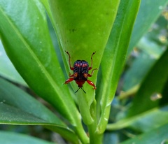 Euscelus