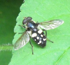 Sericomyia lata