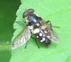 Sericomyia lata