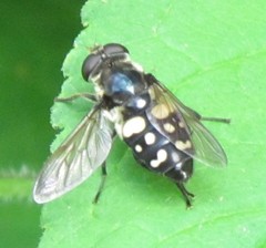 Sericomyia lata