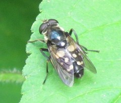 Sericomyia lata
