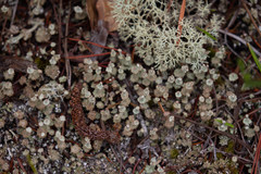 Cladonia rappii