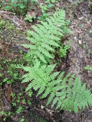 Athyrium filix-femina