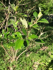 Viburnum × burkwoodii