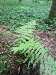 Athyrium filix-femina