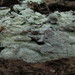 Hyphoderma setigerum - Photo (c) maricel patino, algunos derechos reservados (CC BY-NC), subido por maricel patino