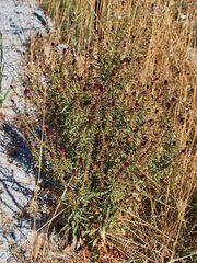 Lysimachia atropurpurea