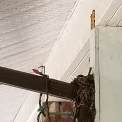 Empidonax difficilis