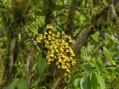Oncidium klotzscheanum
