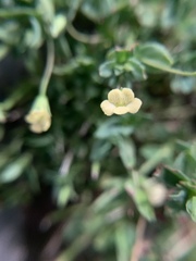 Mecardonia procumbens