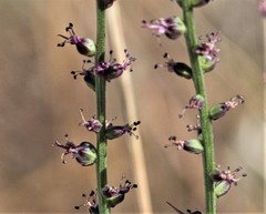 Lysimachia atropurpurea