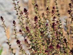 Lysimachia atropurpurea
