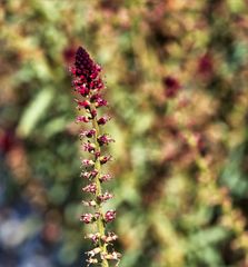 Lysimachia atropurpurea