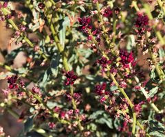 Lysimachia atropurpurea