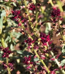 Lysimachia atropurpurea