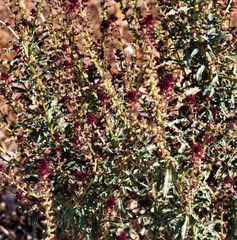 Lysimachia atropurpurea