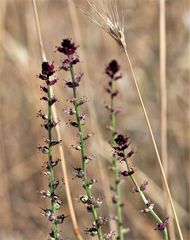 Lysimachia atropurpurea