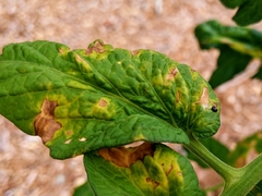 Septoria lycopersici