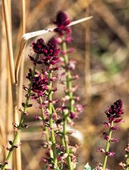 Lysimachia atropurpurea