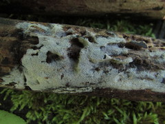 Hyphodontia arguta