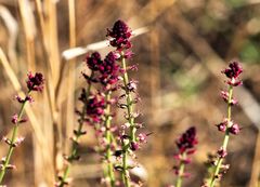 Lysimachia atropurpurea