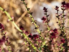 Lysimachia atropurpurea