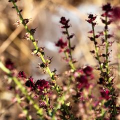 Lysimachia atropurpurea