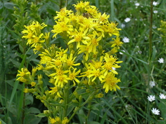 Solidago virgaurea taurica
