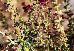 Lysimachia atropurpurea