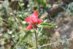 Castilleja scorzonerifolia