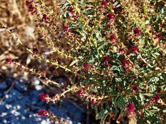 Lysimachia atropurpurea