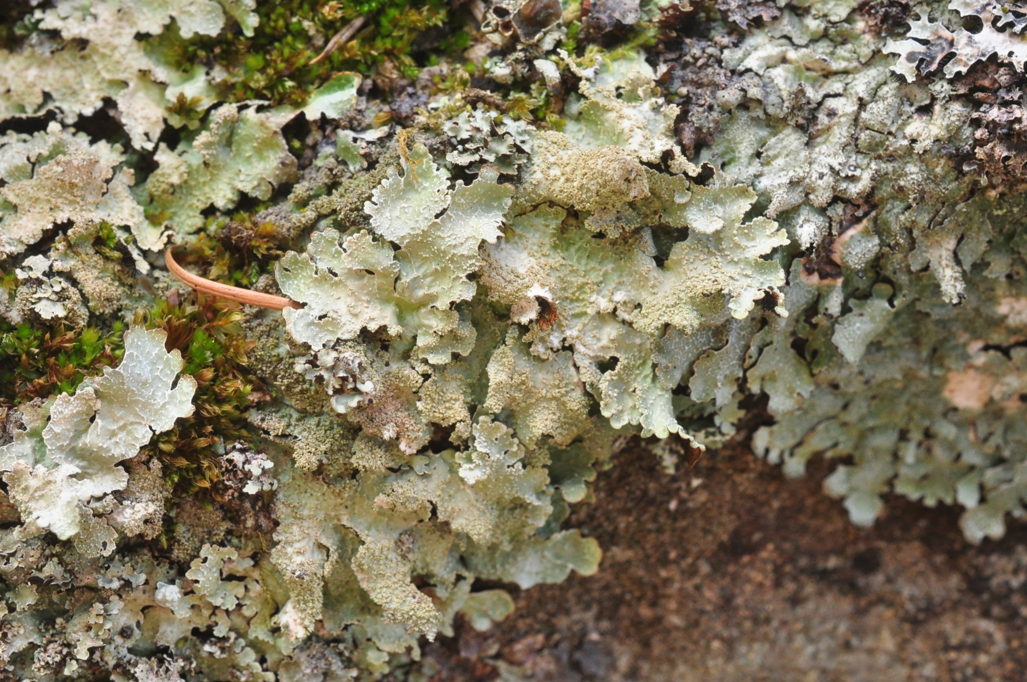 Parmelia hygrophila image