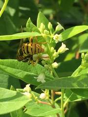 Spilomyia alcimus