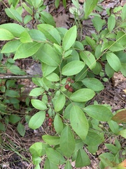 Vaccinium virgatum