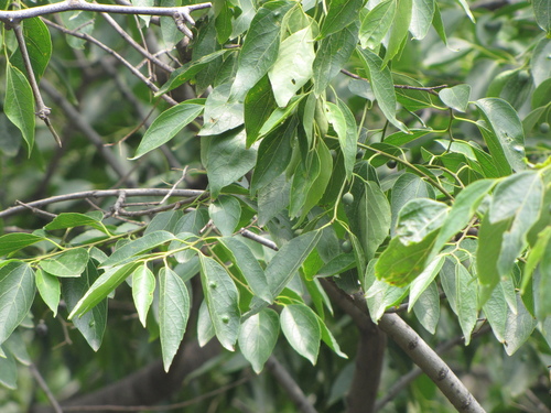 Celtis bungeana, photograph 5