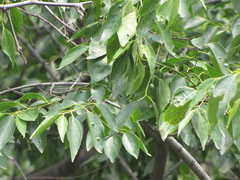 Celtis bungeana