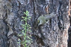 Regulus regulus teneriffae