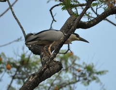 Nycticorax nycticorax