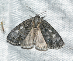Acronicta retardata