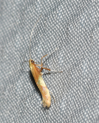 Caloptilia superbifrontella