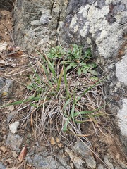 Trisetum antarcticum