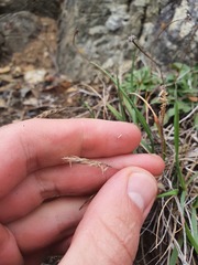 Trisetum antarcticum