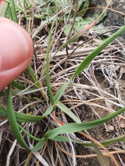 Trisetum antarcticum