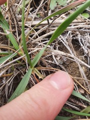 Trisetum antarcticum